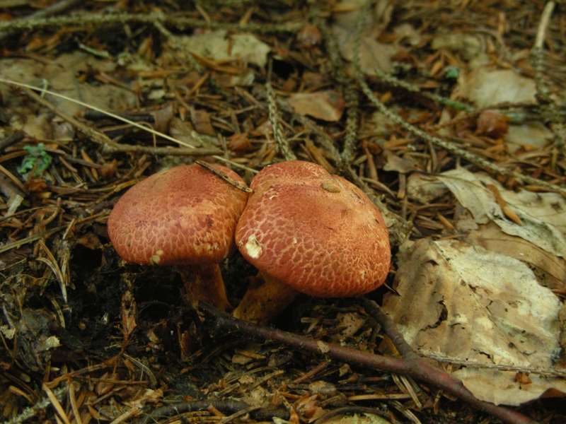 Cortinarius bolaris